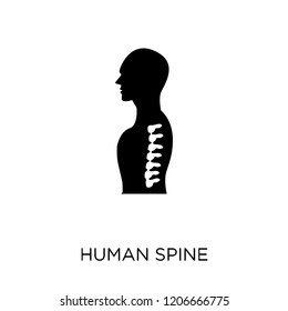 Human Spine icon. Human Spine symbol design from Human Body Parts collection.