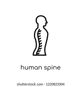 Human Spine icon. Trendy modern flat linear vector Human Spine icon on white background from thin line Human Body Parts collection, editable outline stroke vector illustration