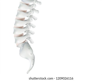 The human spine image is realistic. Shows the medical accuracy of human skeleton and 3D rendering.