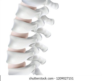 The human spine image is realistic. Shows the medical accuracy of human skeleton and 3D rendering.