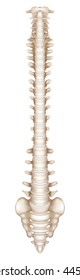 Human Spine, mesh