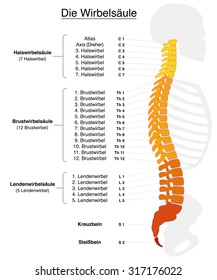 Human spine with names and numbers of the vertebras - GERMAN LABELING! Isolated vector illustration on white background.