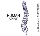 Human spine on white background in vector line style. Vector illustration on the theme of human anatomy, for specialized universities