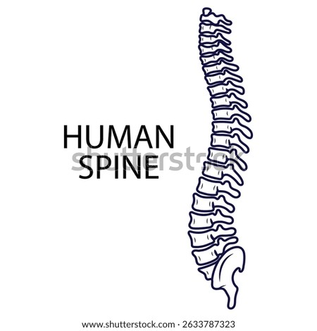 Human spine on white background in vector line style. Vector illustration on the theme of human anatomy, for specialized universities
