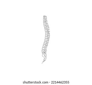 5,326 Spine Line Art Images, Stock Photos & Vectors | Shutterstock