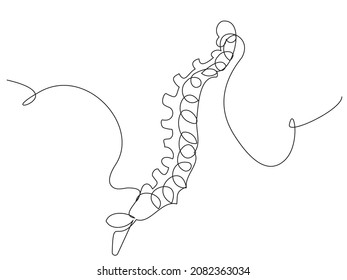 Human spine in one line on a white background. Simple illustration with back bones. The concept of health, strength, musculoskeletal system, spinal discs, diseases, scoliosis.