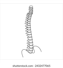 Human spine in one line on a white background. Simple illustration with back bones. The concept of health, strength, musculoskeletal system, spinal discs, diseases, scoliosis.