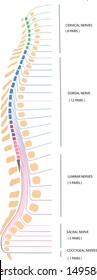 human spine section for medical study