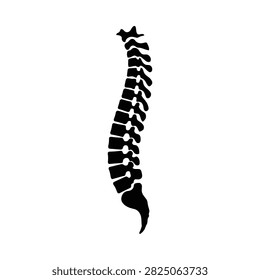 Human spine silhouette against a white background anatomical illustration