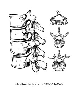 Human Spine. The Structure Of The Cervical, Thoracic, Lumbar Vertebra. Vector Outline Illustration