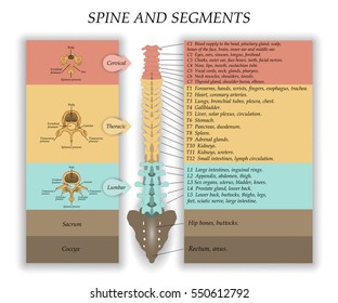 Human Spine, structure in front, diagram with the name and description of all sections of the vertebrae and segments, Vector illustration