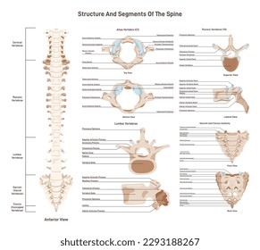 Human spine structure set. Vertebral column medical education poster. Cervical, thoracic and lumbar vertebrae segments, sacrum and coccyx. Flat vector illustration