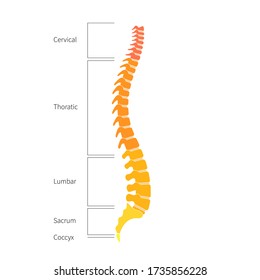 Human spine structure vector illustration. Backbone and vertebral column anatomy with section names. Scoliosis concept and symbol of spinal surgery. Side lateral view isolated. Medical banner .