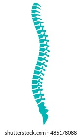 Human Spine Vector Icon