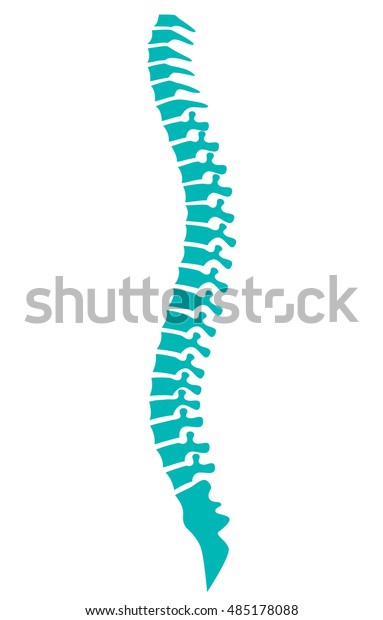 Human Spine Vector Icon Stock Vector (Royalty Free) 485178088