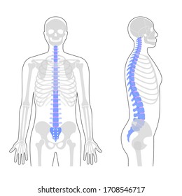 Ilustración vectorial de la columna vertebral humana. Anatomía de columna vertebral y espinal. Concepto de escoliosis y símbolo de cirugía espinal. Vista anterior y lateral lateral aislada. Banner de medicina y ciencia 
