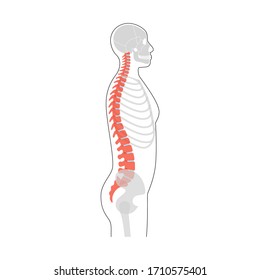 Human spine vector illustration. Backbone and vertebral column anatomy. Scoliosis concept and symbol of spinal surgery. Side lateral view isolated. Medical, educational and science banner 
