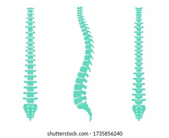 Human spine vector illustration. Backbone and vertebral column anatomy. Scoliosis concept and symbol of spinal surgery. Back posterior, front and side lateral view isolated. Medical science banner .