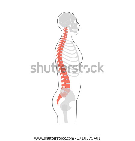 Human spine vector illustration. Backbone and vertebral column anatomy. Scoliosis concept and symbol of spinal surgery. Side lateral view isolated. Medical, educational and science banner 
