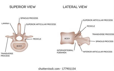 Human spine vertebral bones, features of vertebrae. Medical illustration with description.