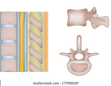Human spine, vertebral bones and  inter-vertebral disks. Medical illustration. Isolated on a white background.