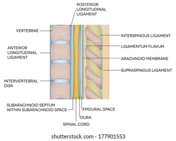 Human spine, vertebral bones and  inter-vertebral disks. Medical illustration. Isolated on a white background.