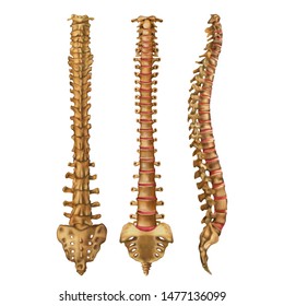 The human spine. Vertebral column. Backbone. Anterior, posterior, lateral sides. Vector illustration isolated on white background.