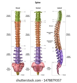 The human spine (vertebral column) with the name and description of all sites. Dorsal, lateral, ventral sides. Human anatomy. Vector illustration isolated on white background.