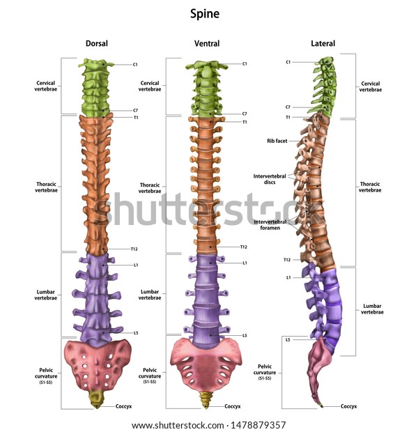 The human
spine (vertebral column) with the name and description of all
sites. Dorsal, lateral, ventral sides. Human anatomy. Vector
illustration isolated on white
background.