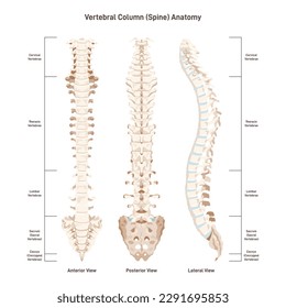 The human spine. Vertebral column sites. Anterior, posterior and lateral view. Cervical, thoracic and lumbar vertebrae segments, sacrum and coccyx. Flat vector illustration