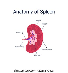 Human Spleen Anatomy Diagram Vector Illustration