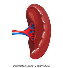 Menschliche Milz. Anatomie des Verdauungsorgans