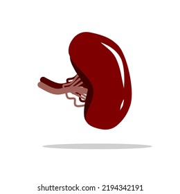 Human Spleen Cartoon Photo Vector Illustration