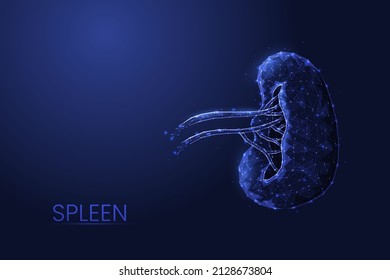 Human spleen low poly concept vector illustration.
