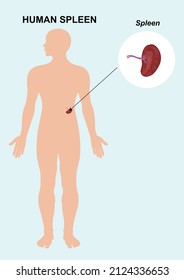 Human Spleen Organ. Spleen Anatomy Vector Illustration