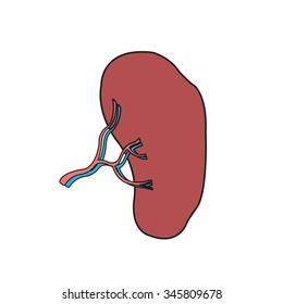 human spleen. vector illustration