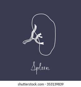 human spleen. vector illustration