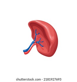 Human Spleen Vector Illustration. Cartoon Isolated Healthy Spleen, Internal Organ Of Immune System With Artery And Vein For Studying Anatomy, Physiology And Body Health, Blood Diseases In Medicine