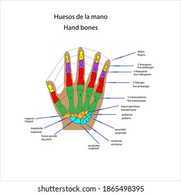 human squeleton hand bones eight carpals five metacarpls five phalanges four falangines five phalangts fingers vector ilustration