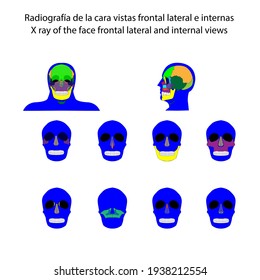 Human squeleton x ray of the bones of the face frontal lateral and internal views