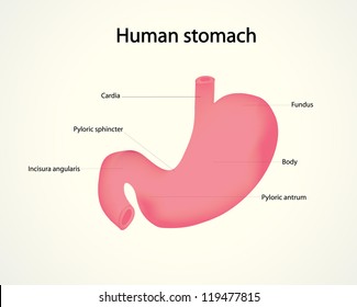 Human Stomach Diagram Labeled - Diagram Media