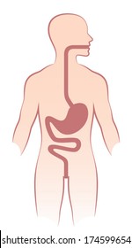 Human stomach