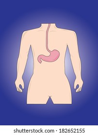 Human stomach