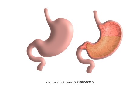 human stomach, 3d vector, high quality vector