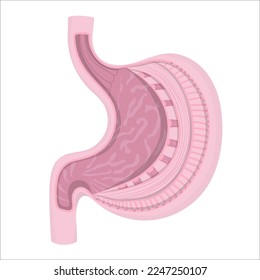 Human stomach anatomical illustration. Longitudinal section demonstrating layer structure of the organ.
