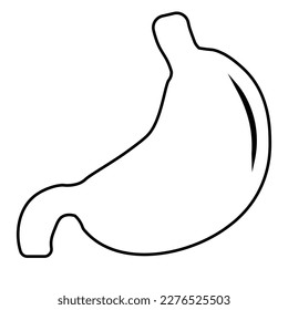 Human stomach, anatomy detail, illustration of a human stomach