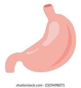 Human stomach, anatomy detail, illustration of a human stomach