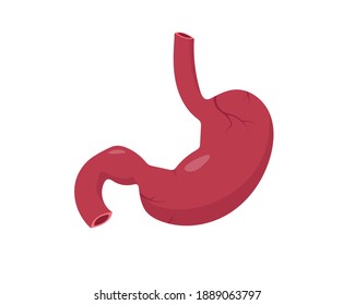 Human Stomach Anatomy Diagram. Human Internal Organ Icon. Vector Illustration Isolated On White Background.