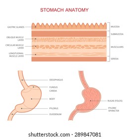 858 Stomach layers Images, Stock Photos & Vectors | Shutterstock