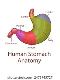 Human stomach anatomy. Human internal organ. Anatomical Illustration.  Science, medicine, biology education. Anatomical structure for medical info learning